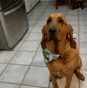 Meet your Posher, Cooper